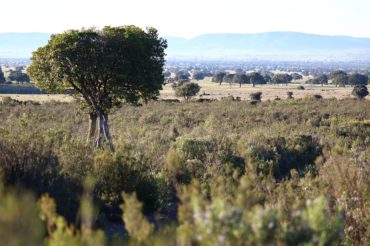 Parque Nacional de Cabañeros