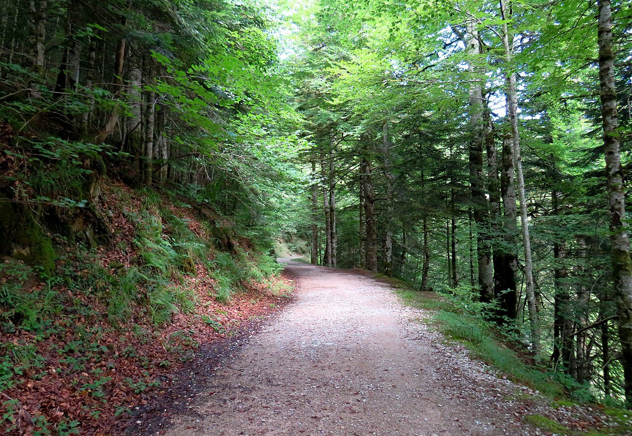 Selva de Irati